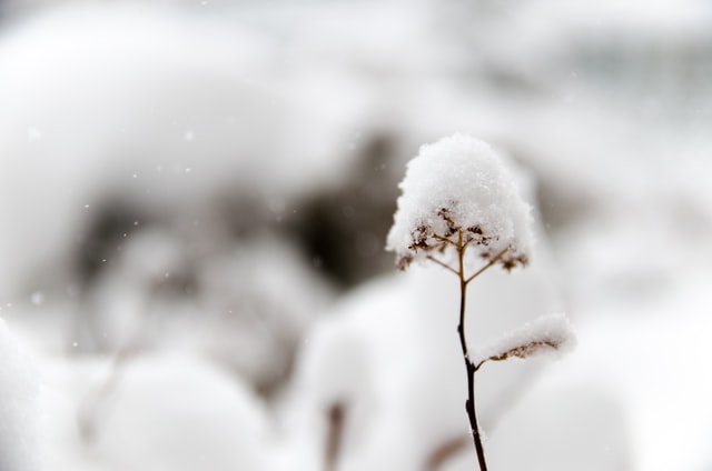 下雪天温暖的文案句子(图1)