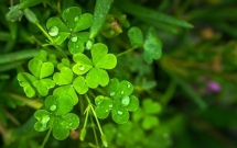 50句白露节气温馨问候语