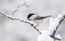 30句小雪文案，暖暖的很治愈