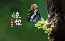 15段美的惊蛰文案